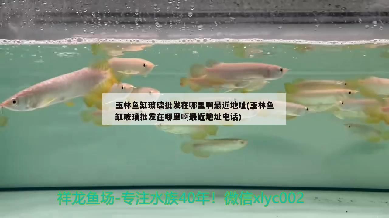 玉林魚缸玻璃批發在哪里啊最近地址(玉林魚缸玻璃批發在哪里啊最近地址電話)