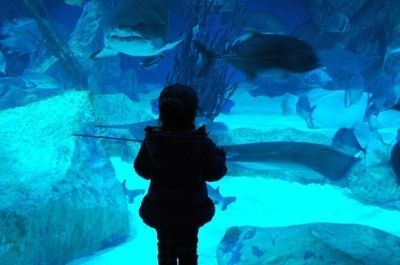 成都水族館在哪里啊（成都水族館親子游玩攻略成都水族館親子游玩攻略）