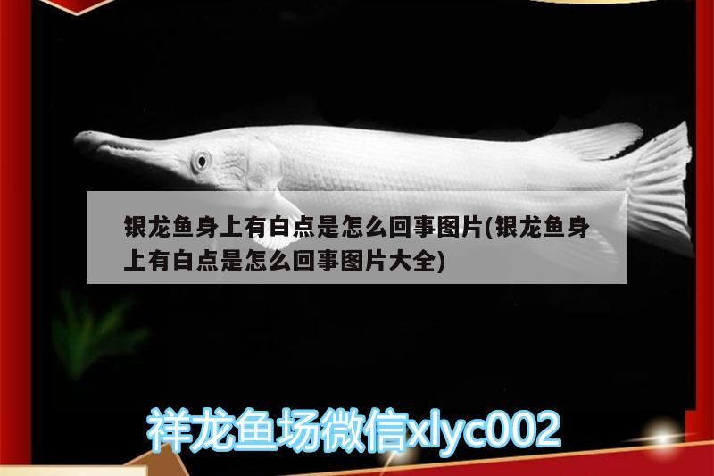 銀龍魚身上有白點是怎么回事圖片(銀龍魚身上有白點是怎么回事圖片大全)