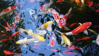 銀龍魚多久繁殖(銀龍魚能在魚缸繁殖嗎)