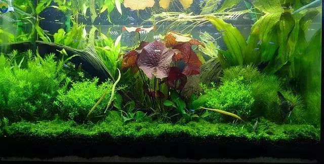 怎么樣魚缸不用換水也能清，如何選擇適合魚缸的過濾系統？魚缸水質檢測的最佳方法是什么？