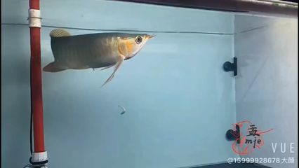 元寶鳳凰魚飼養方法：元寶鳳凰魚的飼養方法