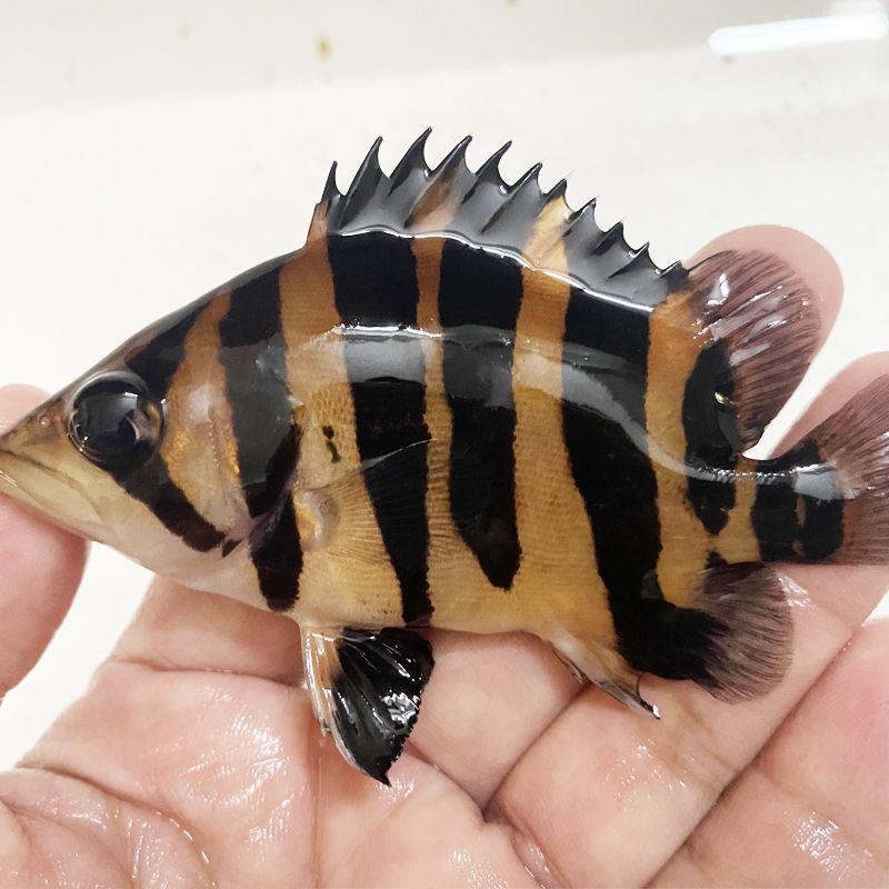 印尼虎魚(yú)市場(chǎng)行情分析，印尼虎魚(yú)市場(chǎng)行情受到品種、品種、品相、大小、產(chǎn)地等因素影響
