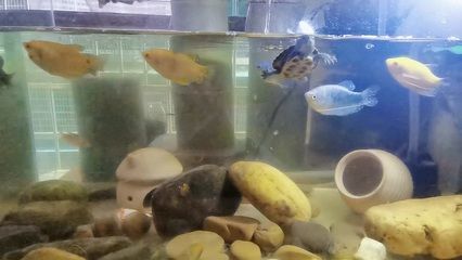 黃金貓魚最佳飼養環境（黃金貓魚水質管理技巧，黃金貓魚疾病預防方法） 黃金貓魚最佳飼養環境（黃金貓魚水質管理技巧，黃金貓魚疾病預防方法） 黃金貓魚百科 第4張