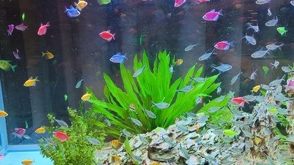 黃金貓魚最佳飼養環境（黃金貓魚水質管理技巧，黃金貓魚疾病預防方法） 黃金貓魚最佳飼養環境（黃金貓魚水質管理技巧，黃金貓魚疾病預防方法） 黃金貓魚百科 第6張
