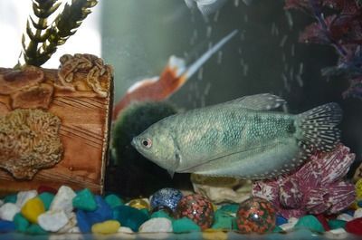 黃金貓魚最佳飼養環境（黃金貓魚水質管理技巧，黃金貓魚疾病預防方法） 黃金貓魚最佳飼養環境（黃金貓魚水質管理技巧，黃金貓魚疾病預防方法） 黃金貓魚百科 第5張