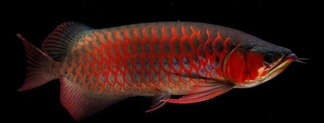 龍魚缸小了會怎么樣，龍魚缸過小會對龍魚的健康產生不利影響