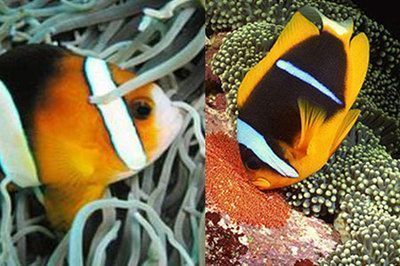 水族館店鋪名字大全四個字圖片(水族館店鋪名字大全) 水族館百科(水族館加盟) 第2張 水族館店鋪名字大全四個字圖片(水族館店鋪名字大全) 水族館店鋪名字大全四個字圖片(水族館店鋪名字大全) 水族館百科(水族館加盟) 第2張