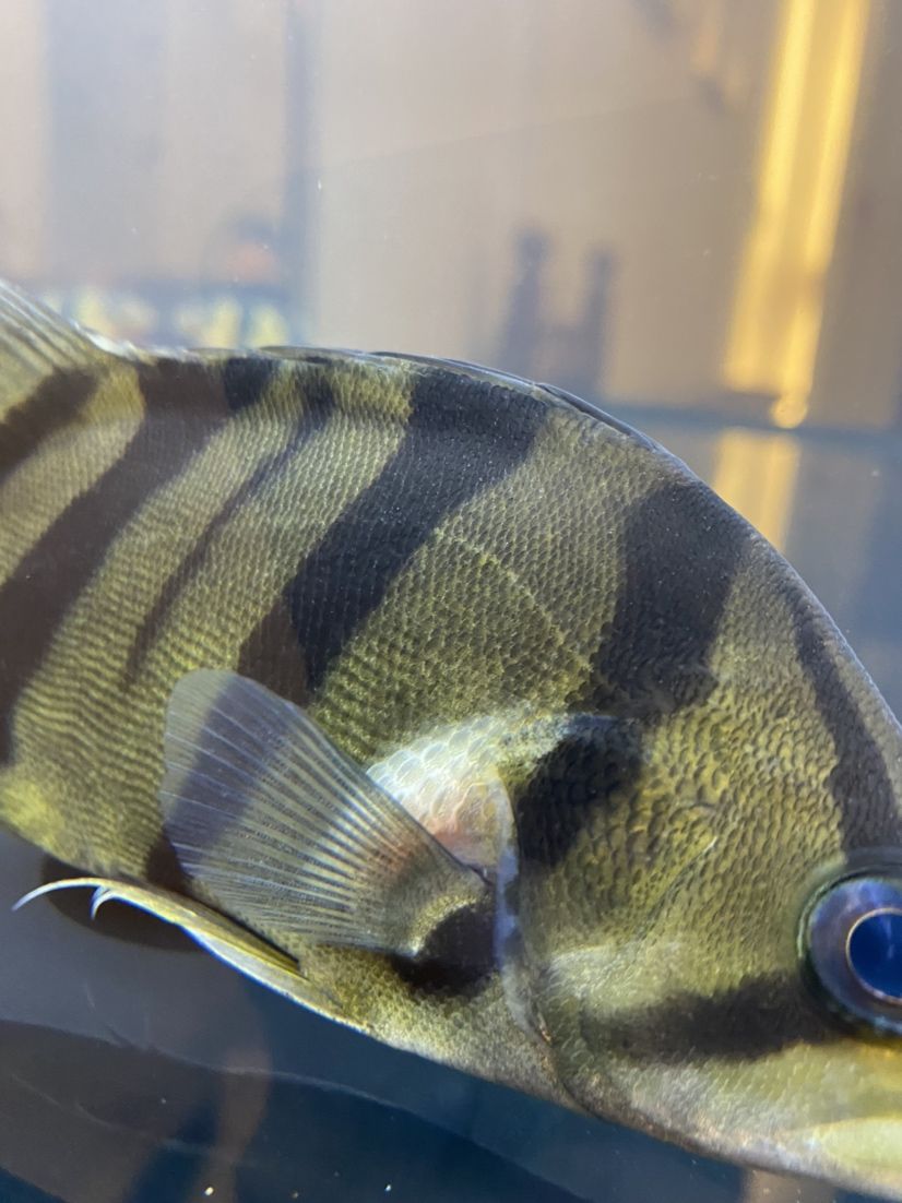 虎魚這個單邊鼓起算啥問題啊