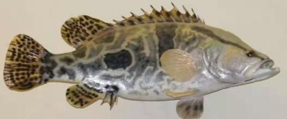 泰國虎魚幼魚飼料營養需求，泰國虎魚幼魚的飼料營養需求