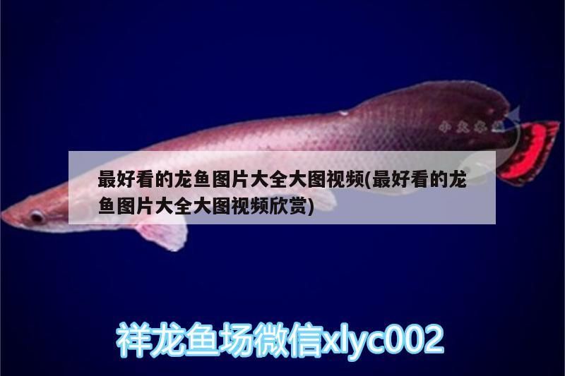 最好看的龍魚圖片大全大圖視頻(最好看的龍魚圖片大全大圖視頻欣賞)