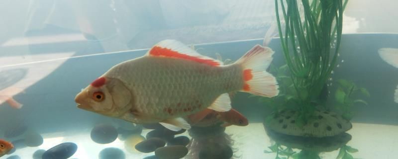 魟魚充血原因：魟魚充血的原因