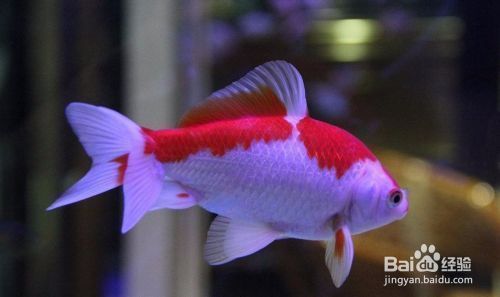 魟魚充血原因：魟魚充血的原因