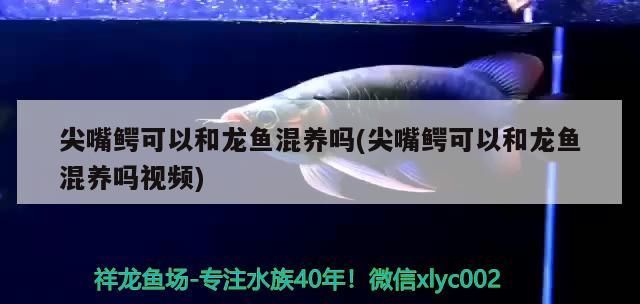鄭州魚(yú)缸維修公司地址查詢(xún)電話(huà)(鄭州魚(yú)缸廠(chǎng)家)