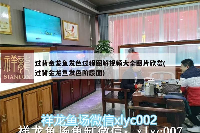 過背金龍魚發色過程圖解視頻大全圖片欣賞(過背金龍魚發色階段圖)