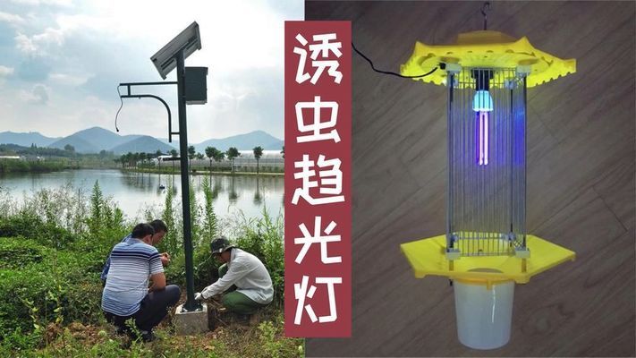 金龍魚缸里有白色線蟲是什么，金龍魚缸里出現白色線蟲可能是蛋白蟲、寄生蟲或其他因素引起的