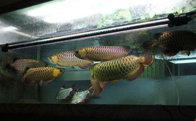 如何選擇印尼三紋虎親魚，印尼三紋虎親魚的選購技巧