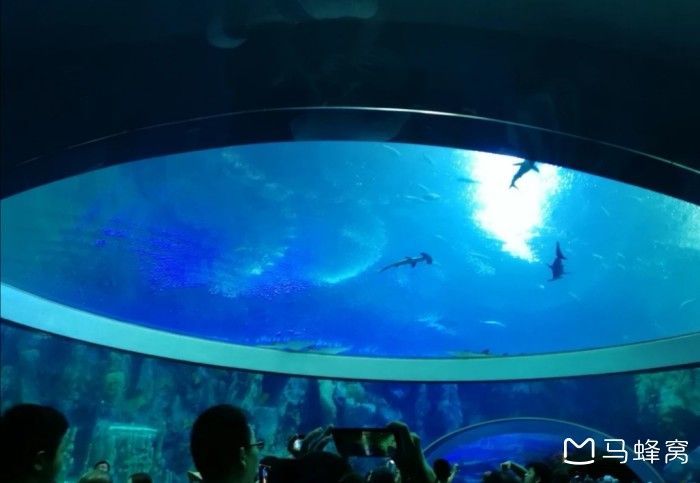 水族館里面有什么介紹（上海海洋水族館如何模擬自然環(huán)境水族館的教育活動） 水族館里面有什么介紹（上海海洋水族館如何模擬自然環(huán)境水族館的教育活動） 水族館百科（水族館加盟） 第6張