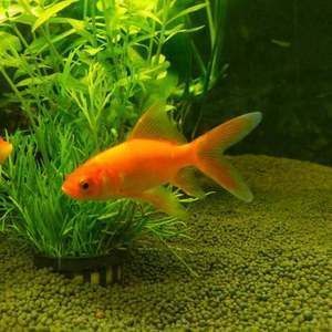 龍魚吃草金魚