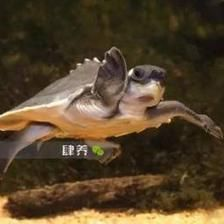 豬鼻龜特別活躍：豬鼻龜在晚上最為活躍，豬鼻龜什么時候最為活躍，豬鼻龜什么時候最活躍