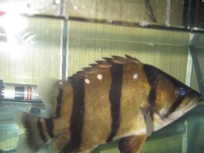 虎魚體色變化的應(yīng)急處理，虎魚體色變化與基因的關(guān)系，