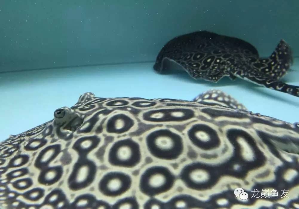 魟魚不動不吃食翹邊：當(dāng)魟魚出現(xiàn)不動、不吃食、翹邊等癥狀時，可能是多種原因引起的