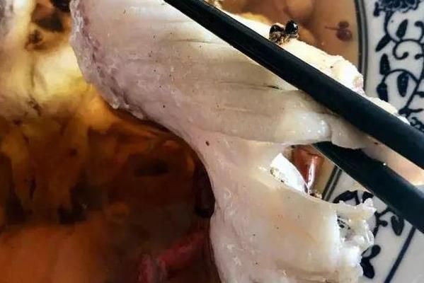 長春其他配魚,長春適合養殖的淡水魚種類 魚缸百科 第4張 長春其他配魚,長春適合養殖的淡水魚種類 長春其他配魚,長春適合養殖的淡水魚種類 魚缸百科 第4張