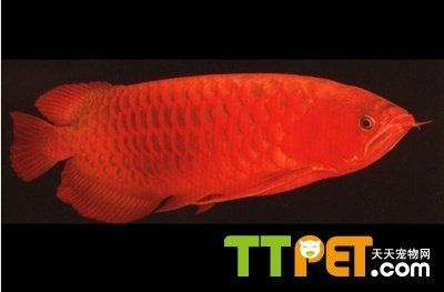 大湖龍魚和超血紅龍有區別嗎：大湖龍魚與超血紅龍的區別