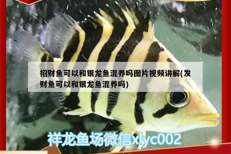 招財魚可以和銀龍魚混養(yǎng)嗎圖片視頻講解(發(fā)財魚可以和銀龍魚混養(yǎng)嗎) 銀龍魚百科 第3張 招財魚可以和銀龍魚混養(yǎng)嗎圖片視頻講解(發(fā)財魚可以和銀龍魚混養(yǎng)嗎) 招財魚可以和銀龍魚混養(yǎng)嗎圖片視頻講解(發(fā)財魚可以和銀龍魚混養(yǎng)嗎) 銀龍魚百科 第3張