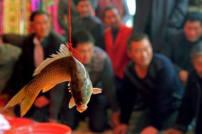 大湖魚是什么魚：大湖魚是一類生活在北美大型湖泊中的魚類，大湖魚的營養(yǎng)價(jià)值