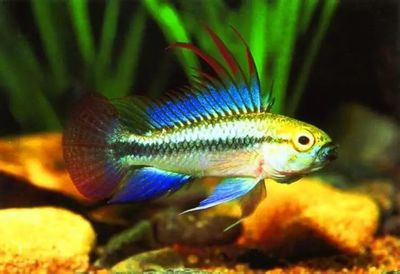 魚缸金魚不同品種能混養(yǎng)嗎？混養(yǎng)指南與注意事項(xiàng)，金魚混養(yǎng)指南，不同品種能否共存及注意事項(xiàng)