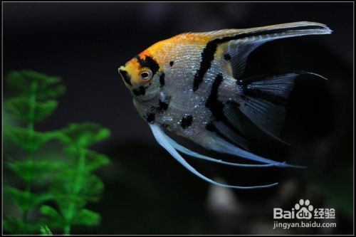 50公分魚缸造景教程(35cm魚缸造景) 虎魚百科 第2張 50公分魚缸造景教程(35cm魚缸造景) 50公分魚缸造景教程(35cm魚缸造景) 虎魚百科 第2張