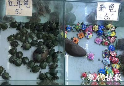 開家水族館進貨要求是什么呢(關(guān)于開家水族館進貨的詳細要求和建議)