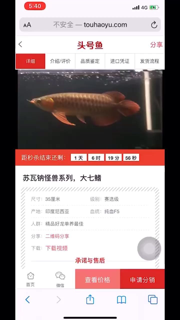 輕微掉眼大湖紅龍福利價(jià)