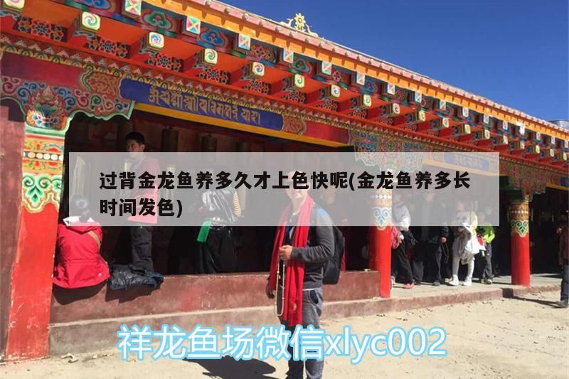 過背金龍魚養(yǎng)多久才上色快呢(金龍魚養(yǎng)多長時間發(fā)色) 過背金龍魚養(yǎng)多久才上色快呢(金龍魚養(yǎng)多長時間發(fā)色) 金龍魚百科 第3張