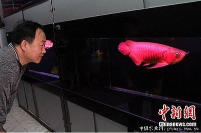 天價紅龍魚500萬是真的嗎：天價紅龍魚市場價格波動趨勢如何鑒別高品質紅龍魚 天價紅龍魚500萬是真的嗎：天價紅龍魚市場價格波動趨勢如何鑒別高品質紅龍魚 紅龍魚百科 第2張