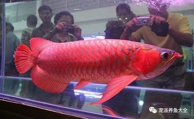 天價紅龍魚500萬是真的嗎：天價紅龍魚市場價格波動趨勢如何鑒別高品質紅龍魚 天價紅龍魚500萬是真的嗎：天價紅龍魚市場價格波動趨勢如何鑒別高品質紅龍魚 紅龍魚百科 第5張