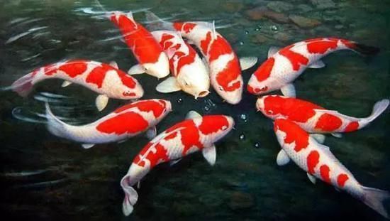 西寧二手魚缸轉(zhuǎn)讓信息大全圖片及價(jià)格 西寧二手魚缸低價(jià)出售