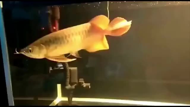 什么是大湖魚紅龍魚：大湖魚紅龍魚