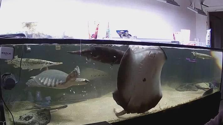 豬鼻龜是風水魚嗎圖片:豬鼻龜屬于風水魚嗎 豬鼻龜百科 第8張 豬鼻龜是風水魚嗎圖片:豬鼻龜屬于風水魚嗎 豬鼻龜是風水魚嗎圖片:豬鼻龜屬于風水魚嗎 豬鼻龜百科 第8張