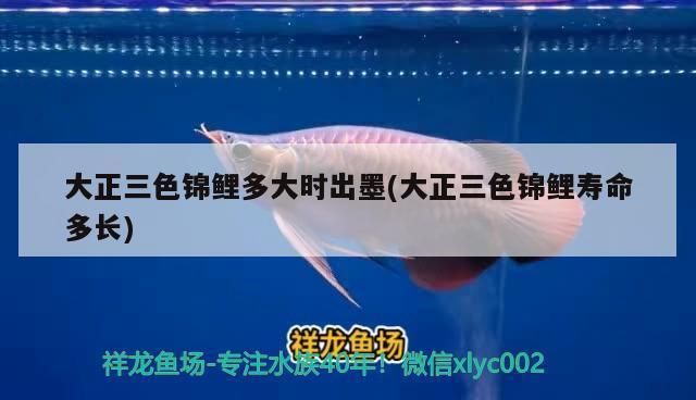 魚缸養(yǎng)魚要一直打氧嗎為什么（ 魚缸要不停打氧嗎）