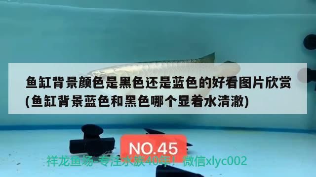 魚缸背景顏色是黑色還是藍色的好看圖片欣賞(魚缸背景藍色和黑色哪個顯著水清澈)