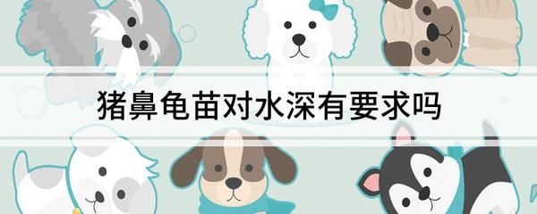 豬鼻龜對水深有要求嗎：豬鼻龜對水深對水深有要求，豬鼻龜對水深有要求嗎 豬鼻龜對水深有要求嗎：豬鼻龜對水深對水深有要求，豬鼻龜對水深有要求嗎 豬鼻龜百科 第4張