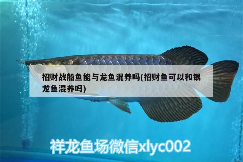 招財戰(zhàn)船魚能與龍魚混養(yǎng)嗎(招財魚可以和銀龍魚混養(yǎng)嗎) 銀龍魚百科 第2張 招財戰(zhàn)船魚能與龍魚混養(yǎng)嗎(招財魚可以和銀龍魚混養(yǎng)嗎) 招財戰(zhàn)船魚能與龍魚混養(yǎng)嗎(招財魚可以和銀龍魚混養(yǎng)嗎) 銀龍魚百科 第2張