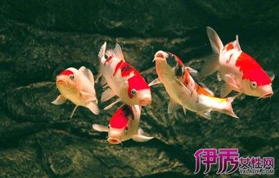 銀龍魚加鹽比例是多少(銀龍魚加鹽比例是多少啊)