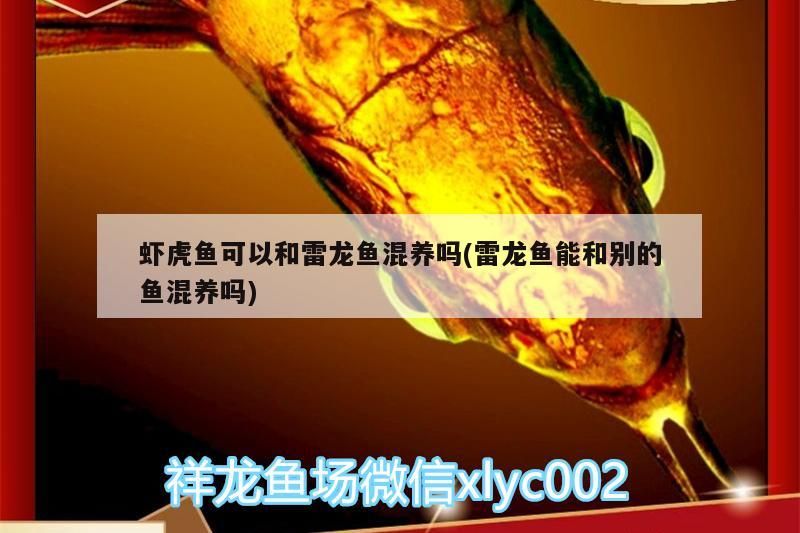 蝦虎魚可以和雷龍魚混養嗎(雷龍魚能和別的魚混養嗎)
