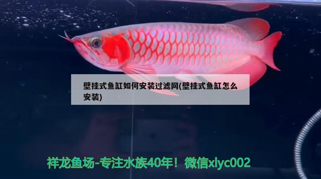 壁掛式魚缸如何安裝過濾網(壁掛式魚缸怎么安裝)