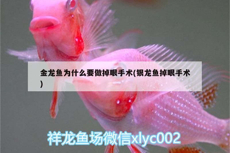 金龍魚為什么要做掉眼手術(銀龍魚掉眼手術)