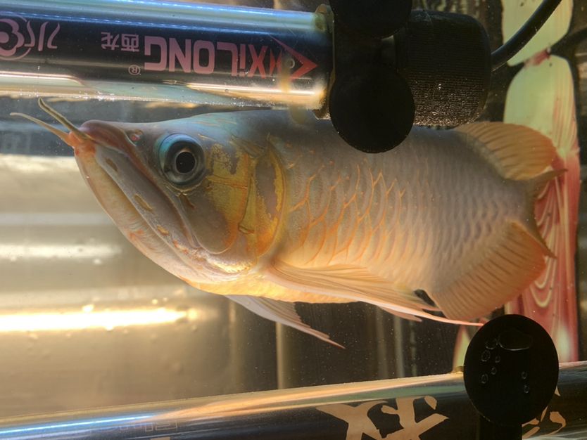純印尼大湖紅龍32+不斗不掉無病無災廣東湛江自提3500不刀