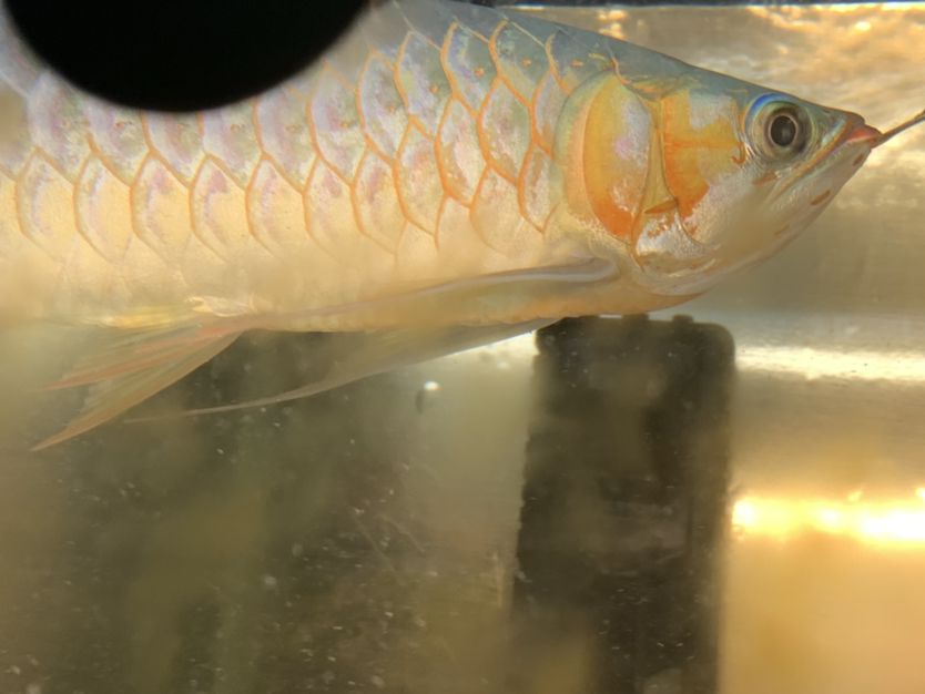 純印尼大湖紅龍32+不斗不掉無病無災(zāi)廣東湛江自提3500不刀